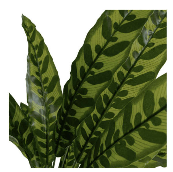 Chinese Evergreen Aglaonema
